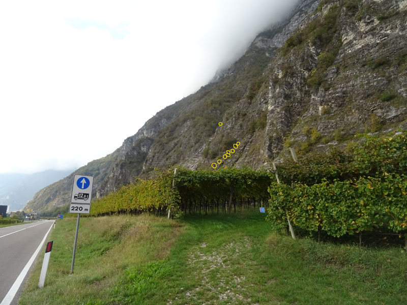 Rupicapra rupicapra.....dal Trentino Alto Adige